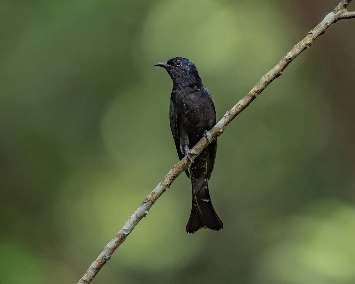 Square-tailed Drongo-Cuckoo - ML644143735