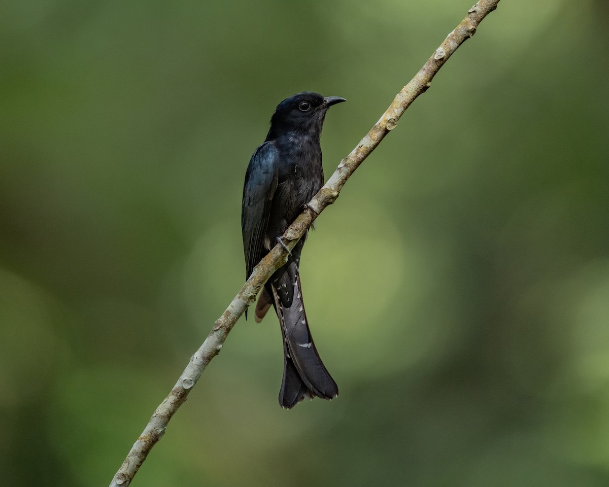 Square-tailed Drongo-Cuckoo - ML644143736