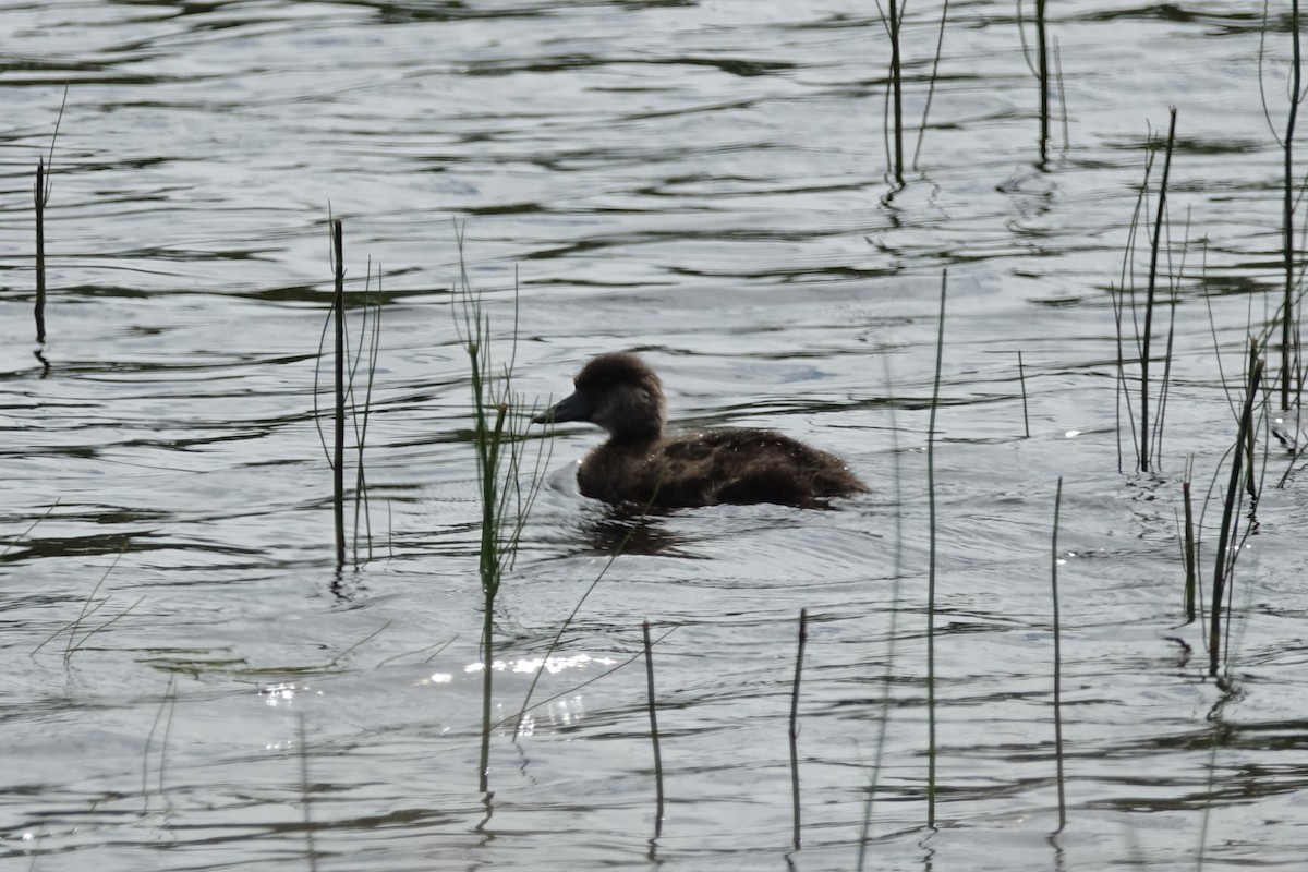 ヨーロッパクロガモ - ML644143737