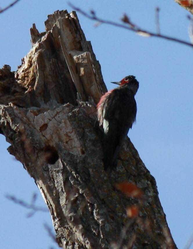 ルイスキツツキ - ML644143739