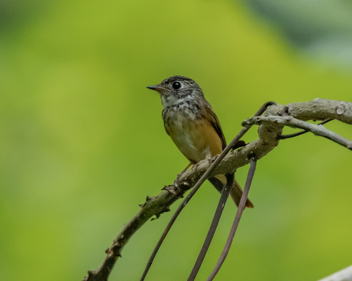 Ferruginous Flycatcher - ML644143741