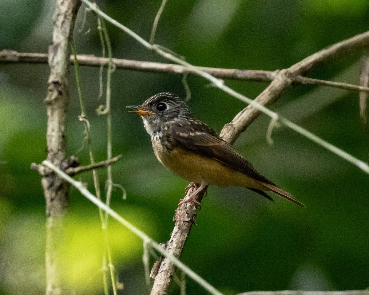 Ferruginous Flycatcher - ML644143742