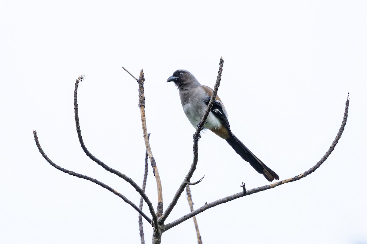 Gray Treepie - ML644143755