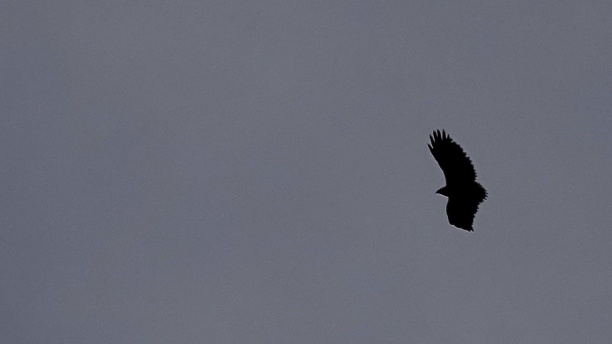 Mantelbussard - ML644143768