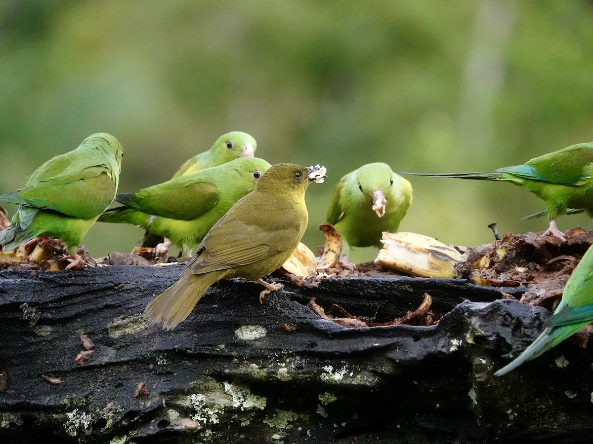 Mitrospin viréon - ML644143772