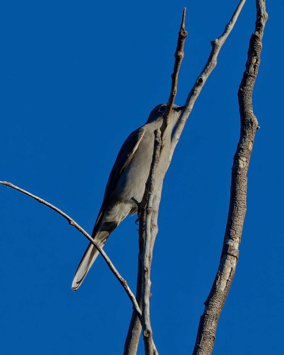 Townsend's Solitaire - ML644143773