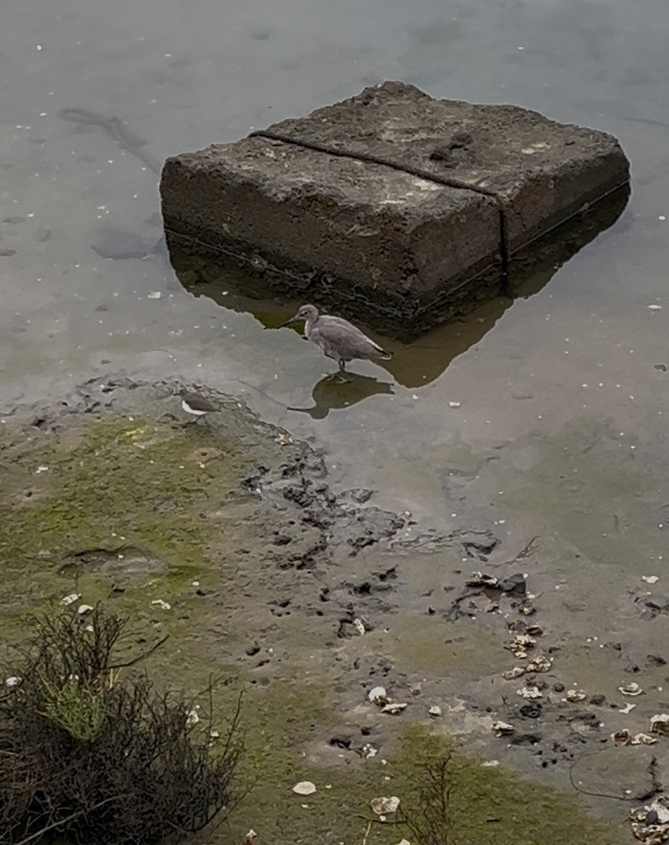 Willet - ML644143774