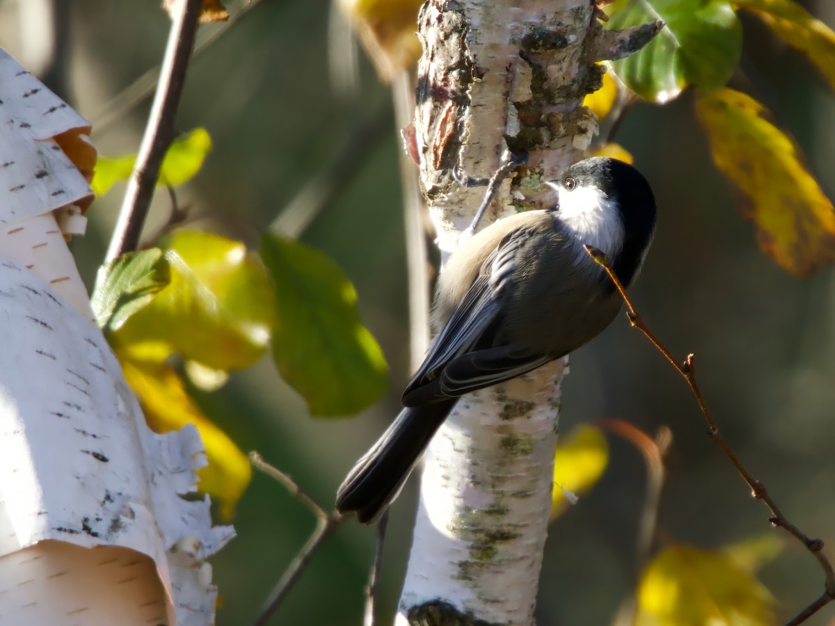 Black-capped Chickadee - ML644143806