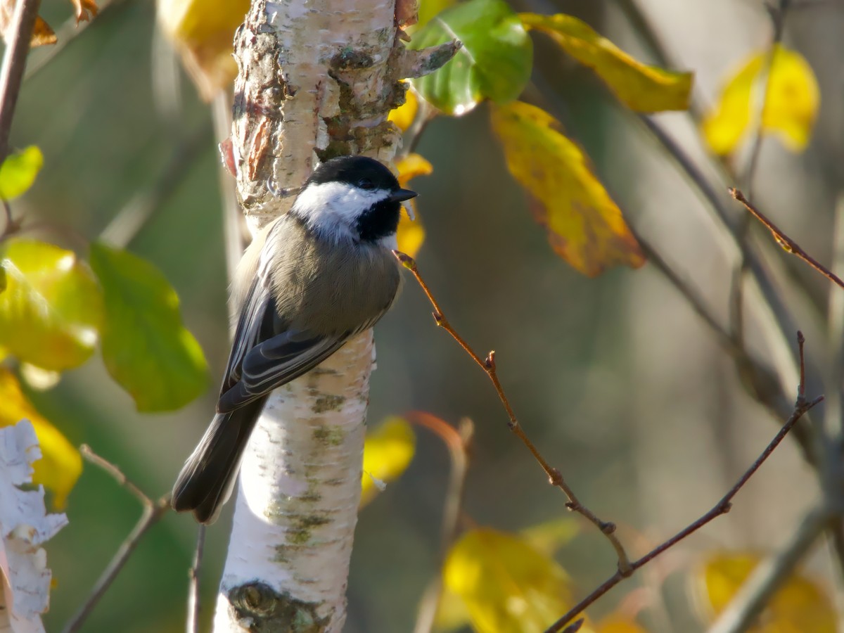 Black-capped Chickadee - ML644143808