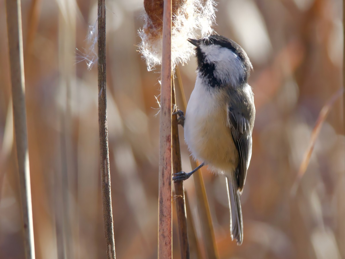Black-capped Chickadee - ML644143809