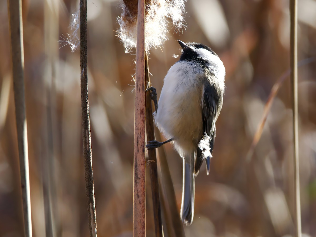 Black-capped Chickadee - ML644143810