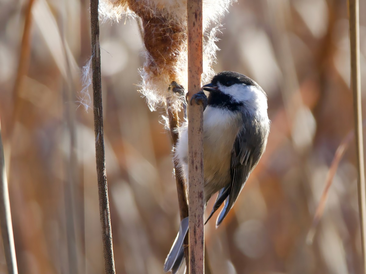 Black-capped Chickadee - ML644143819
