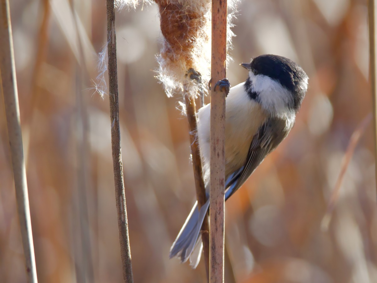 Black-capped Chickadee - ML644143820
