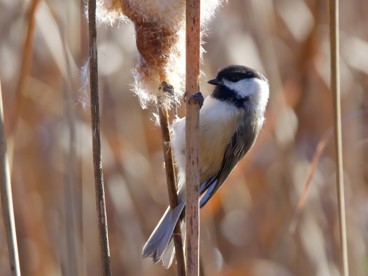 Black-capped Chickadee - ML644143821