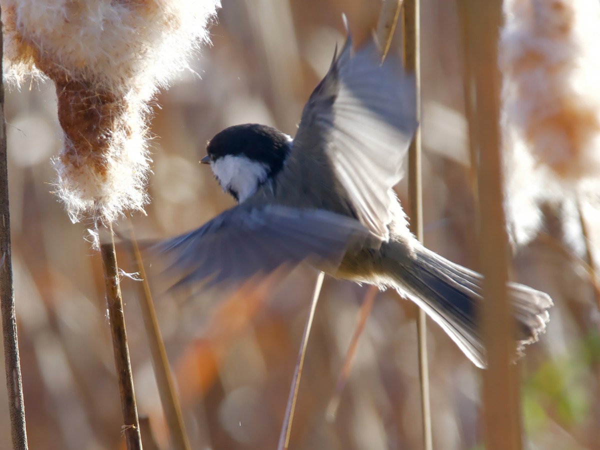 Black-capped Chickadee - ML644143822