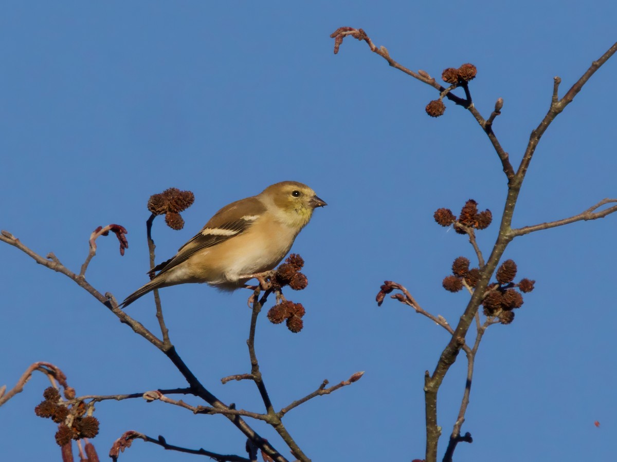 American Goldfinch - ML644143830