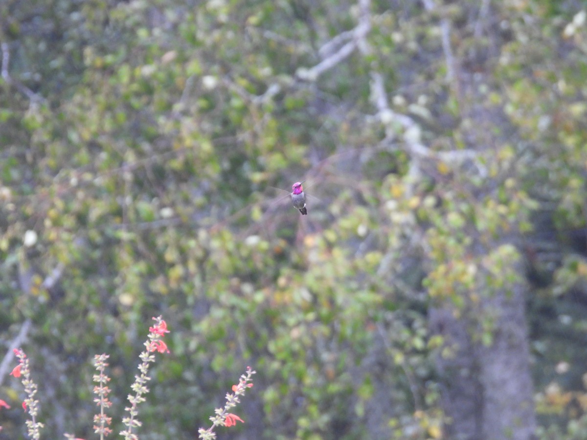 rødmaskekolibri - ML644143916