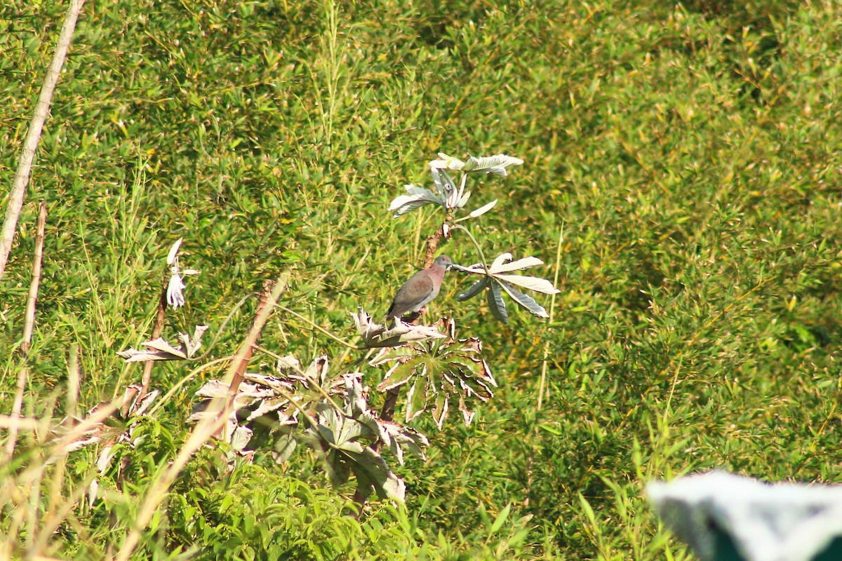 Pale-vented Pigeon - ML644143929