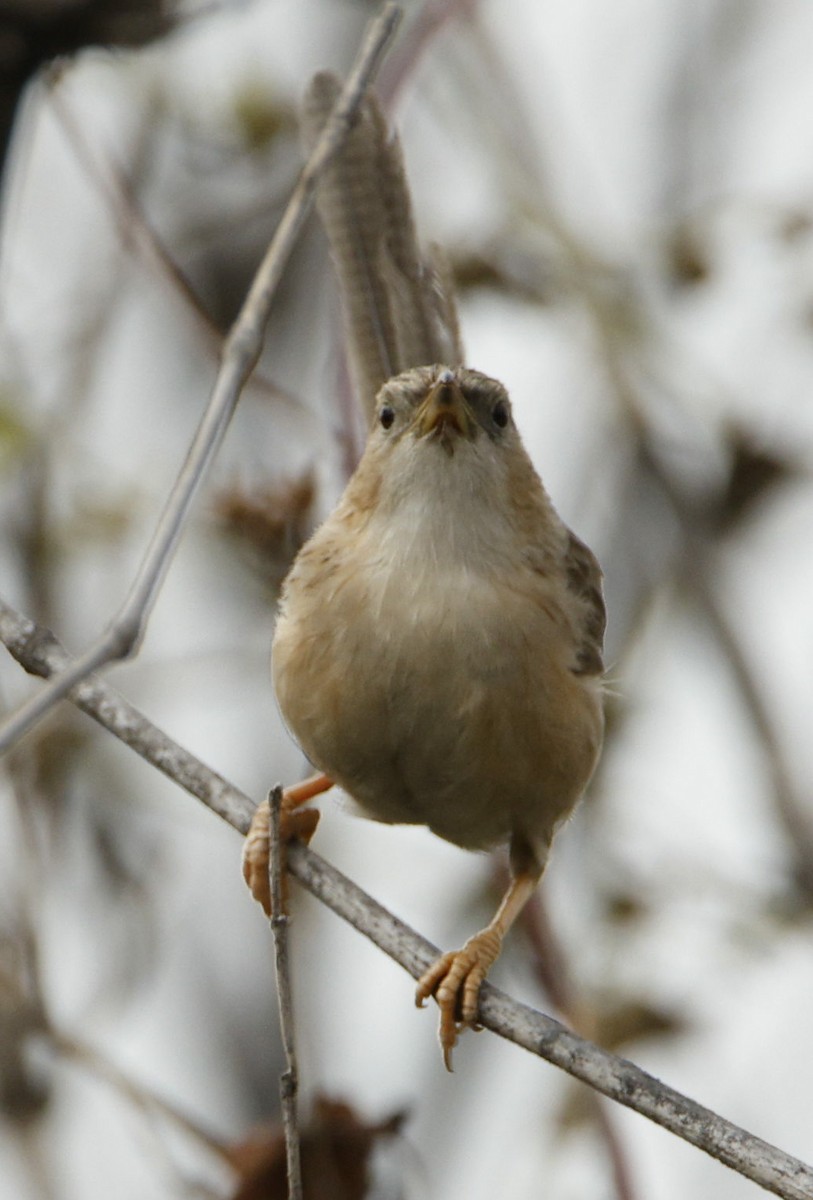 スジカブリヤブチメドリ - ML644143930