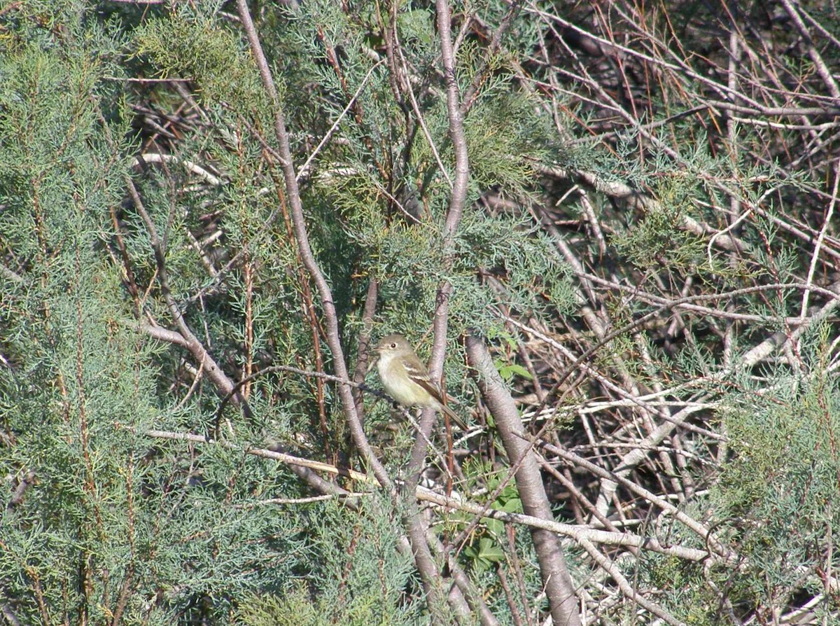 Least Flycatcher - ML644143931