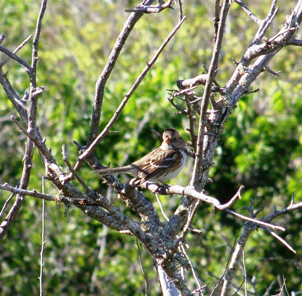 Harris's Sparrow - ML644143936