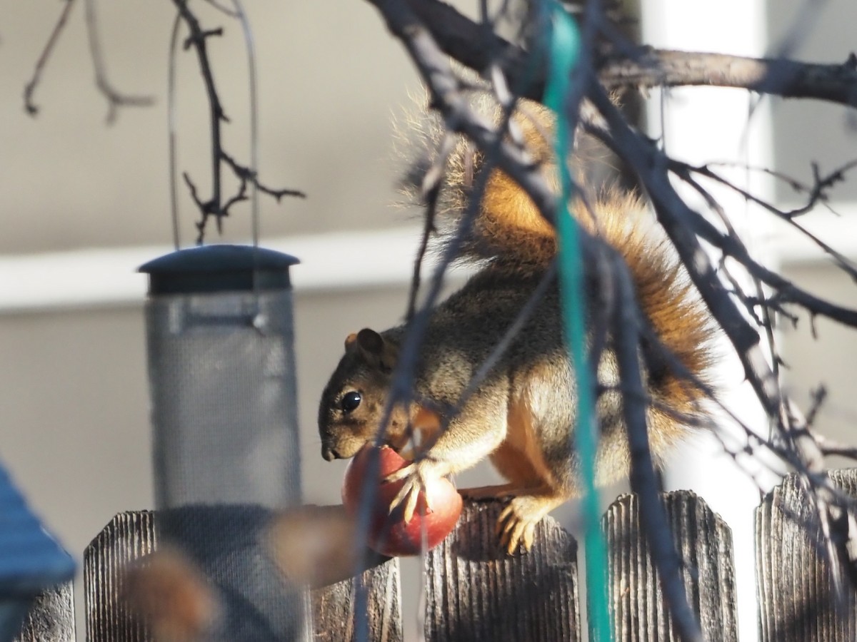 Eastern Fox Squirrel - ML644143943