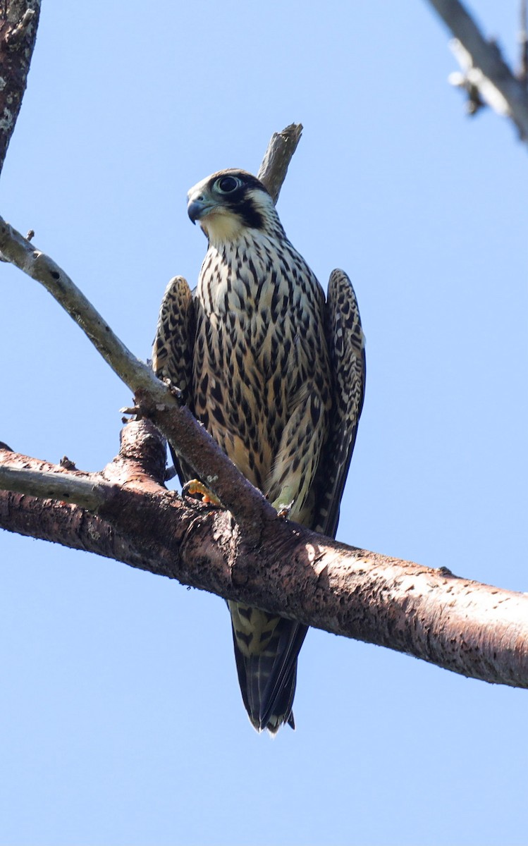 Peregrine Falcon - ML644143949