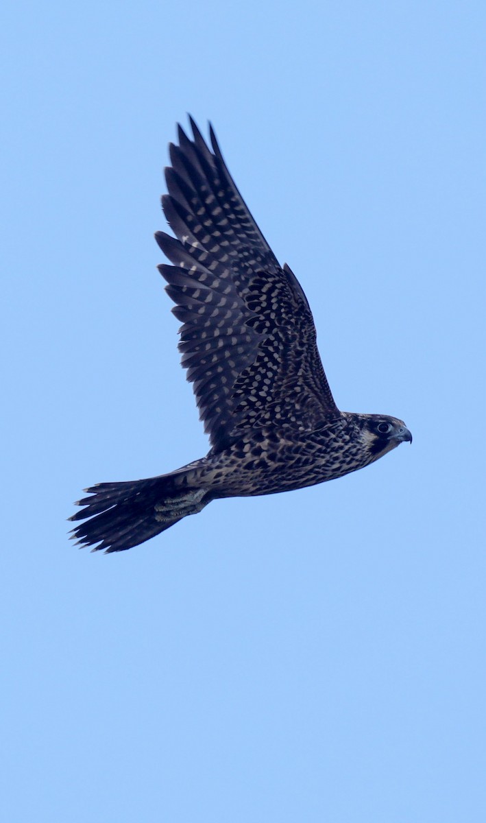 Peregrine Falcon - ML644143950