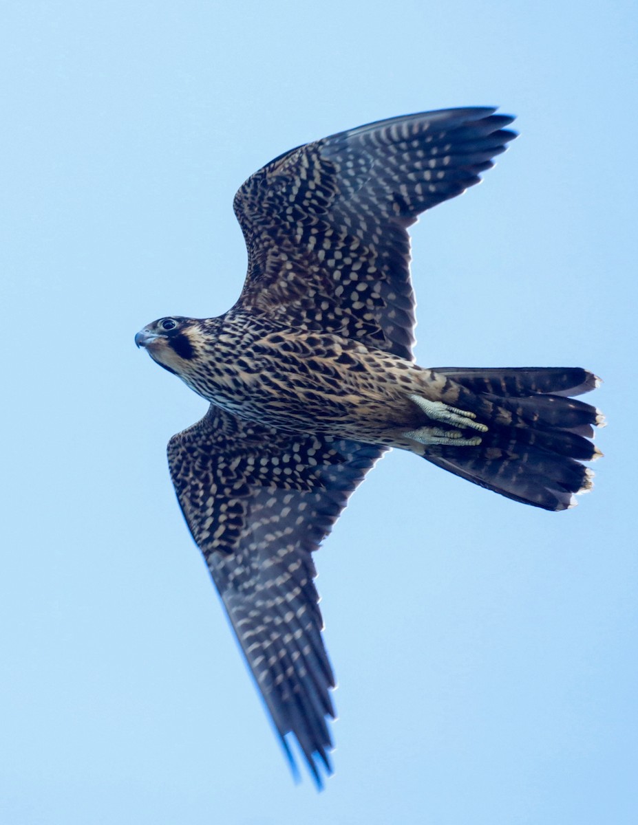 Peregrine Falcon - ML644143951