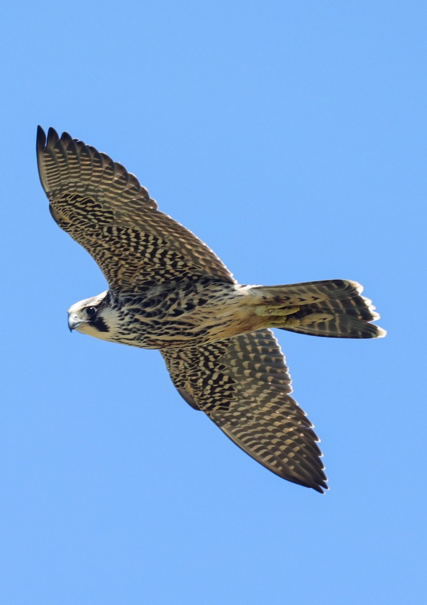 Peregrine Falcon - ML644143952