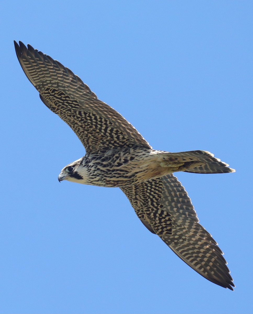 Peregrine Falcon - ML644143953