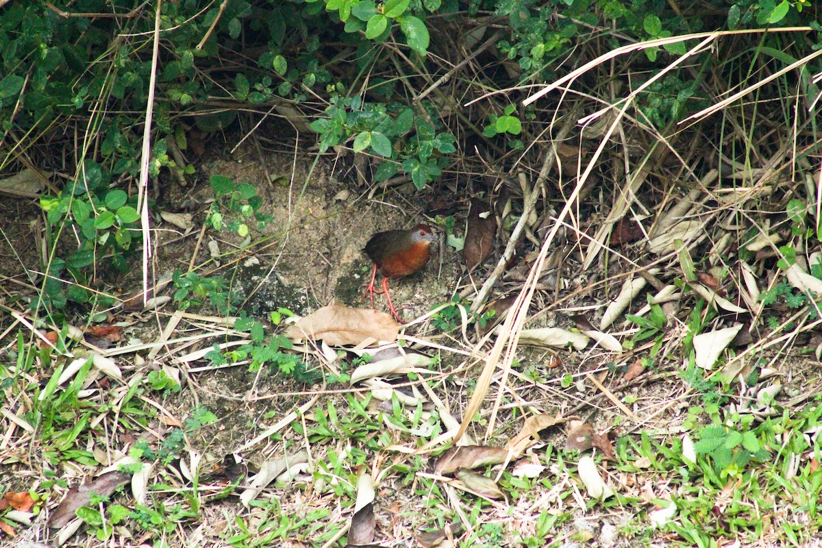 Russet-crowned Crake - ML644143955