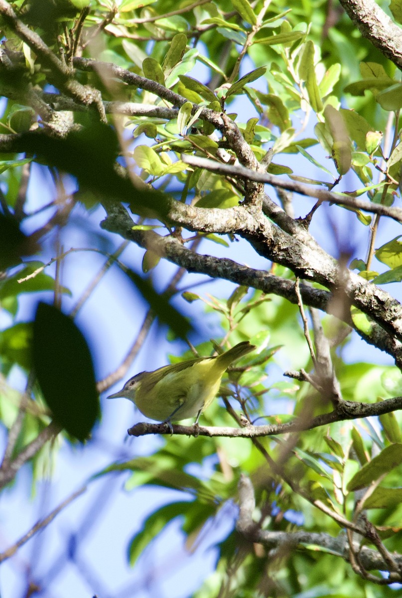 Yellow-green Vireo - ML644143957