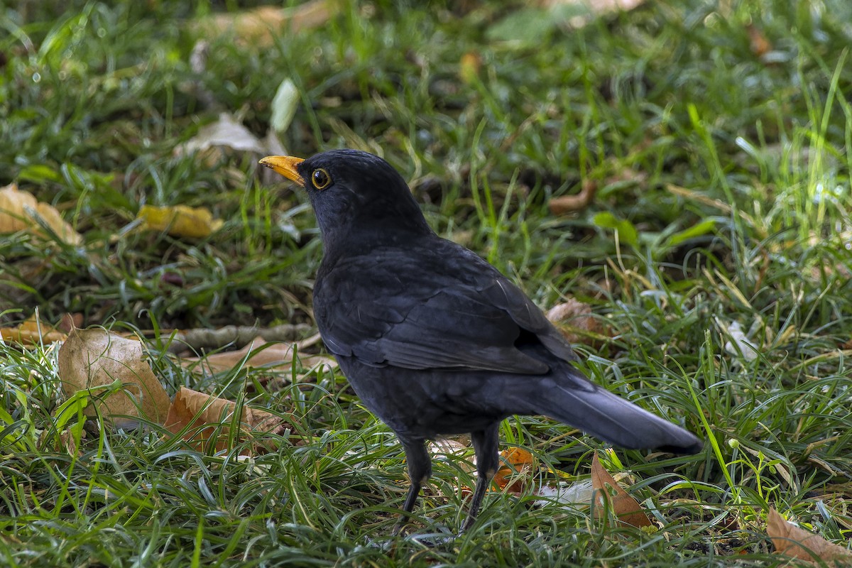 Eurasian Blackbird - ML644143966