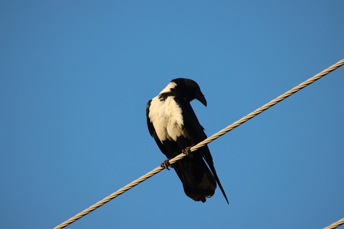 Corbeau pie - ML644144011