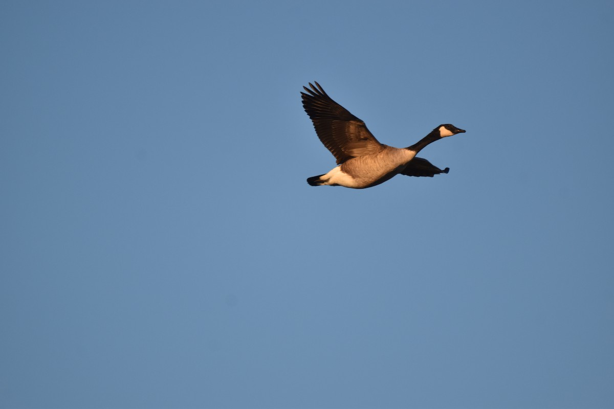Canada Goose - ML644144014