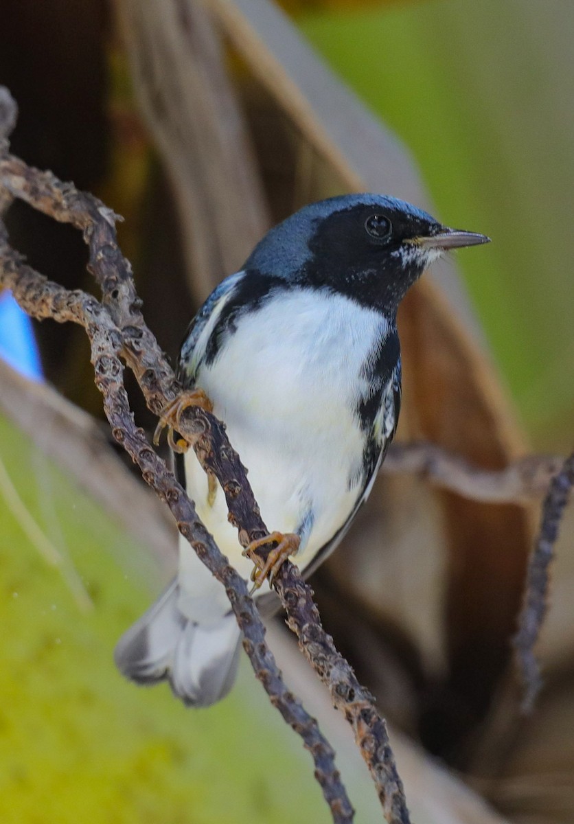 Black-throated Blue Warbler - ML644144032