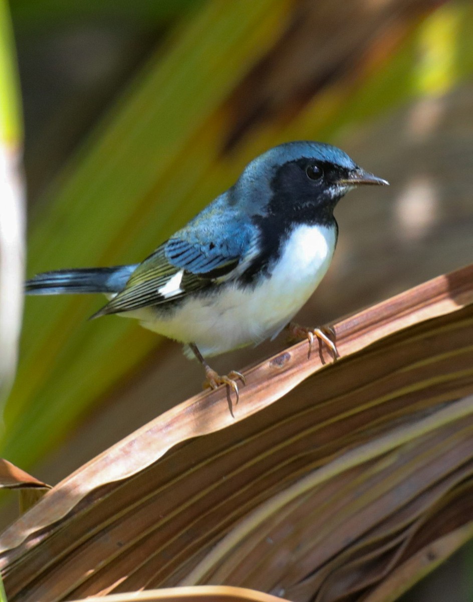 Black-throated Blue Warbler - ML644144033