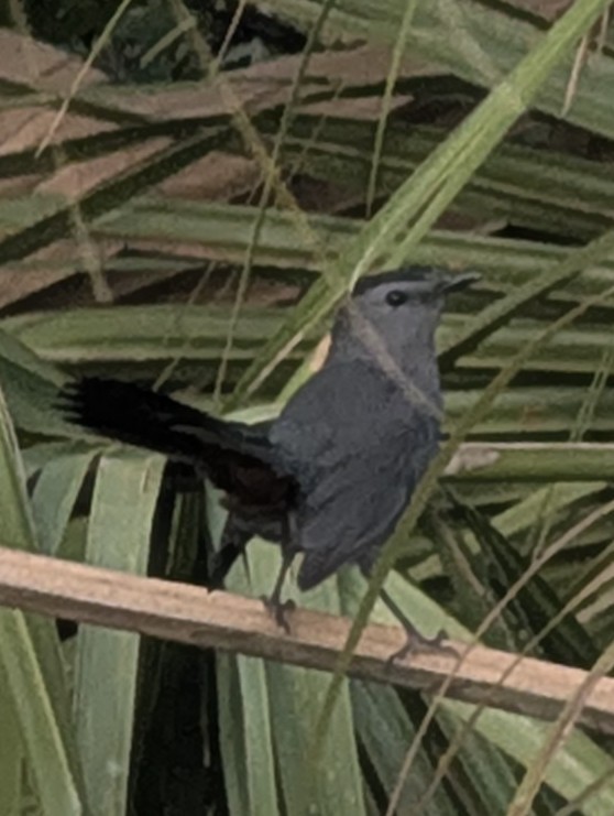 kattespottefugl - ML644144082