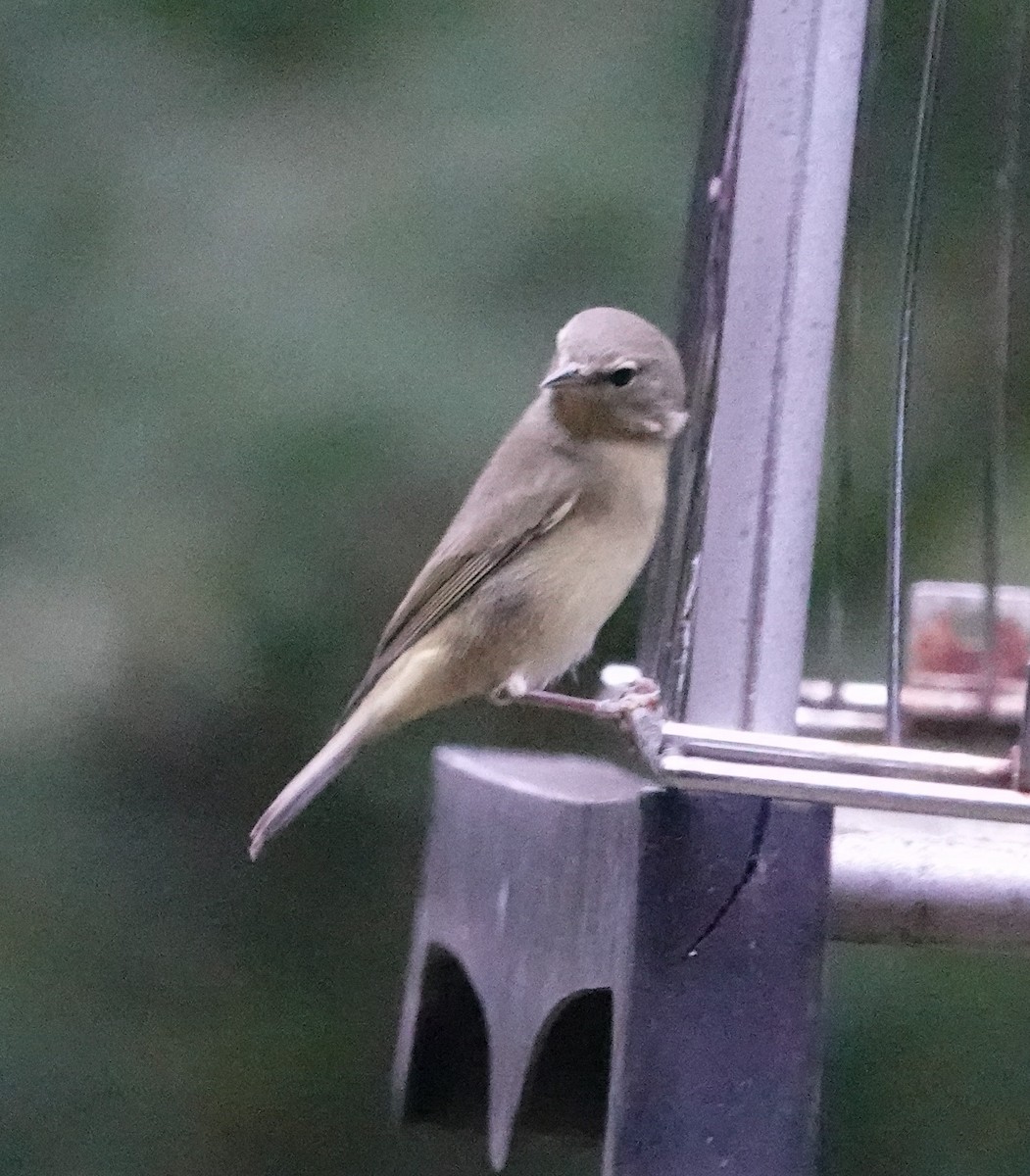 oransjekroneparula - ML644144092