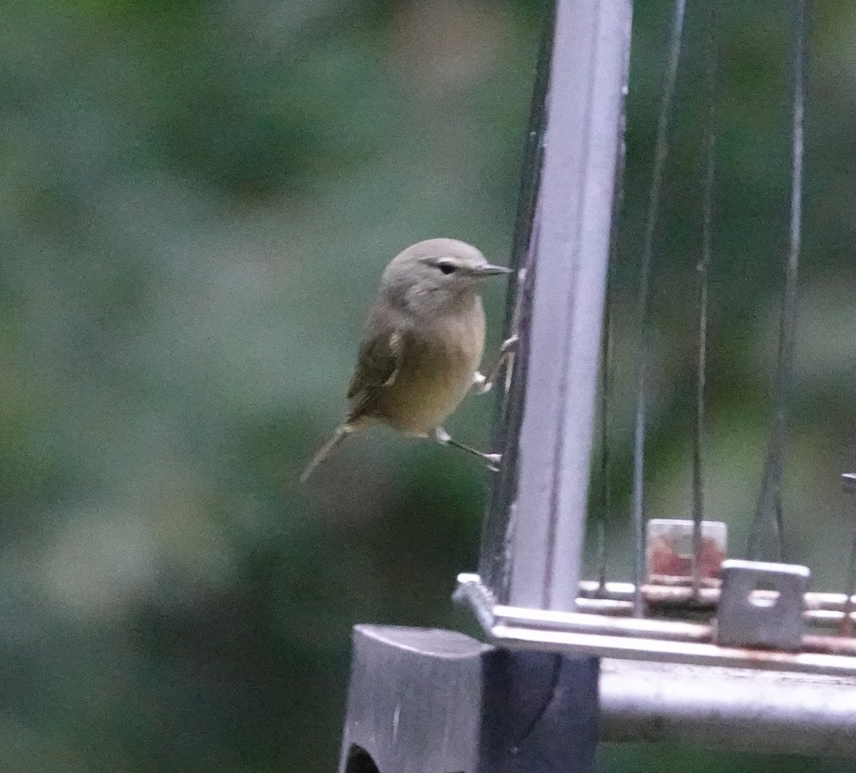 oransjekroneparula - ML644144093