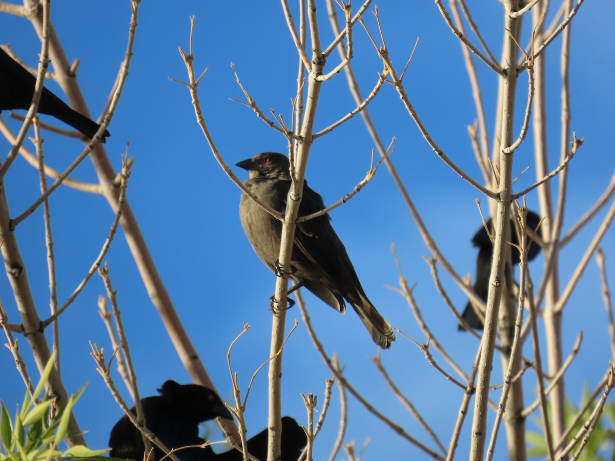 Bronzed Cowbird - ML644144102