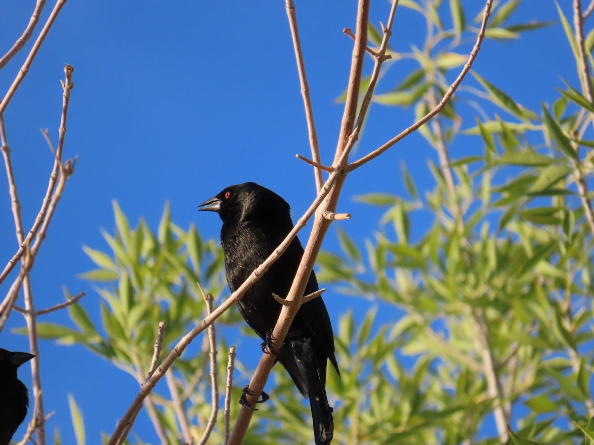 Bronzed Cowbird - ML644144103