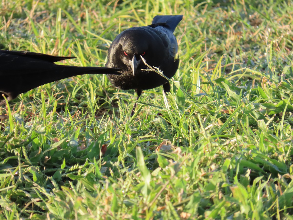 Bronzed Cowbird - ML644144104