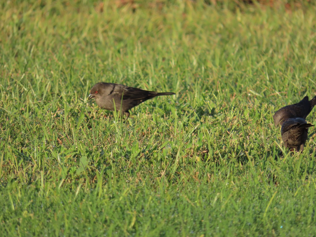 Bronzed Cowbird - ML644144105