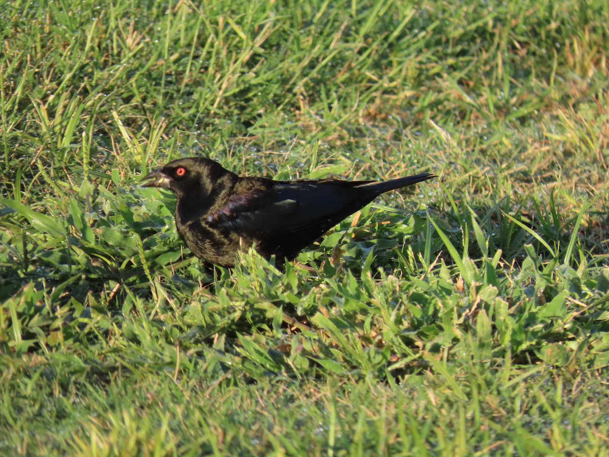 Bronzed Cowbird - ML644144106