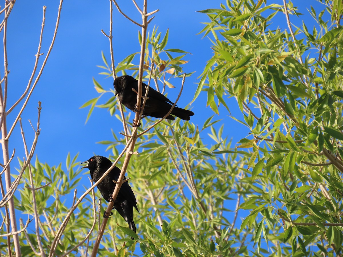 Bronzed Cowbird - ML644144107