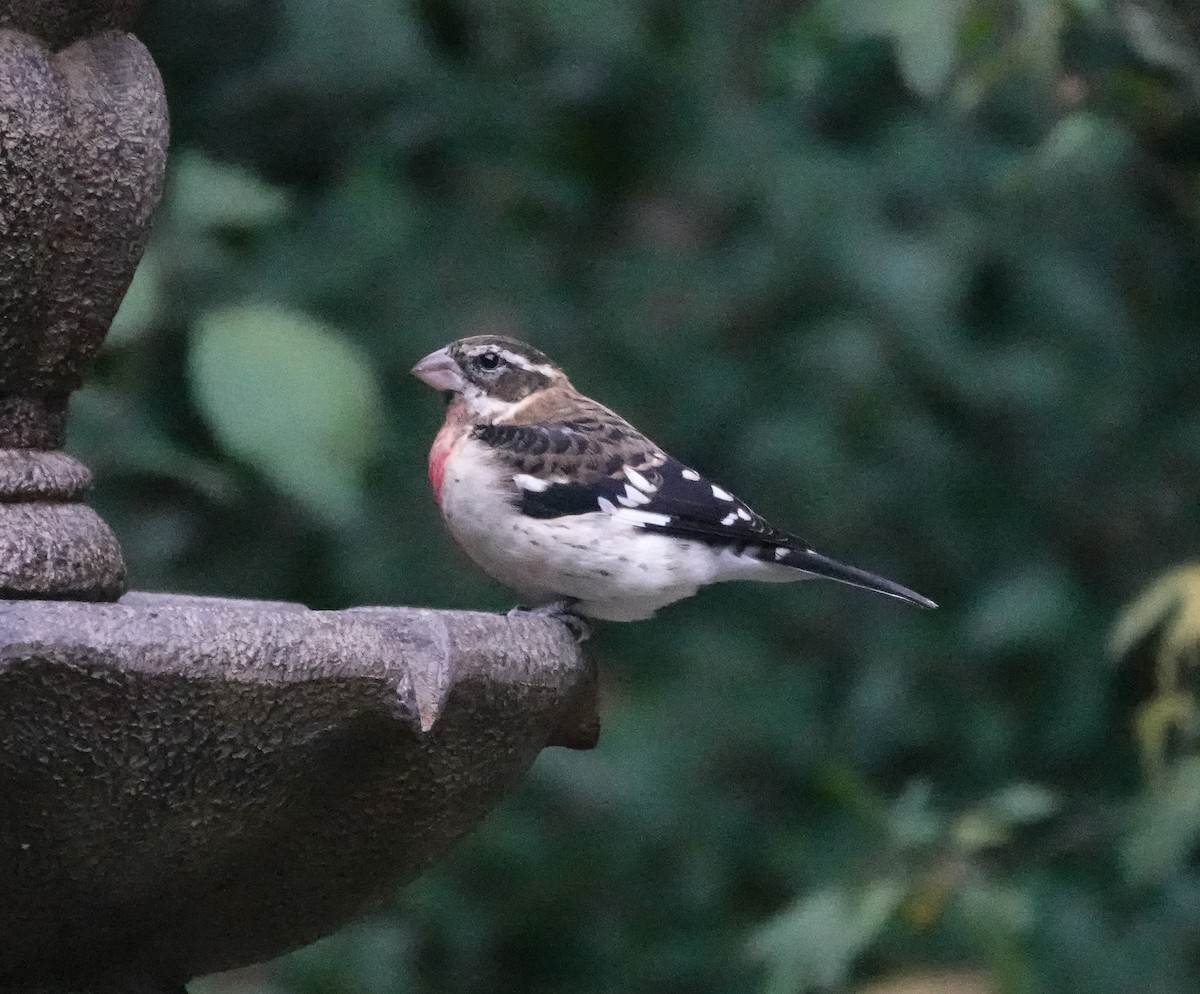 Rose-breasted Grosbeak - ML644144114