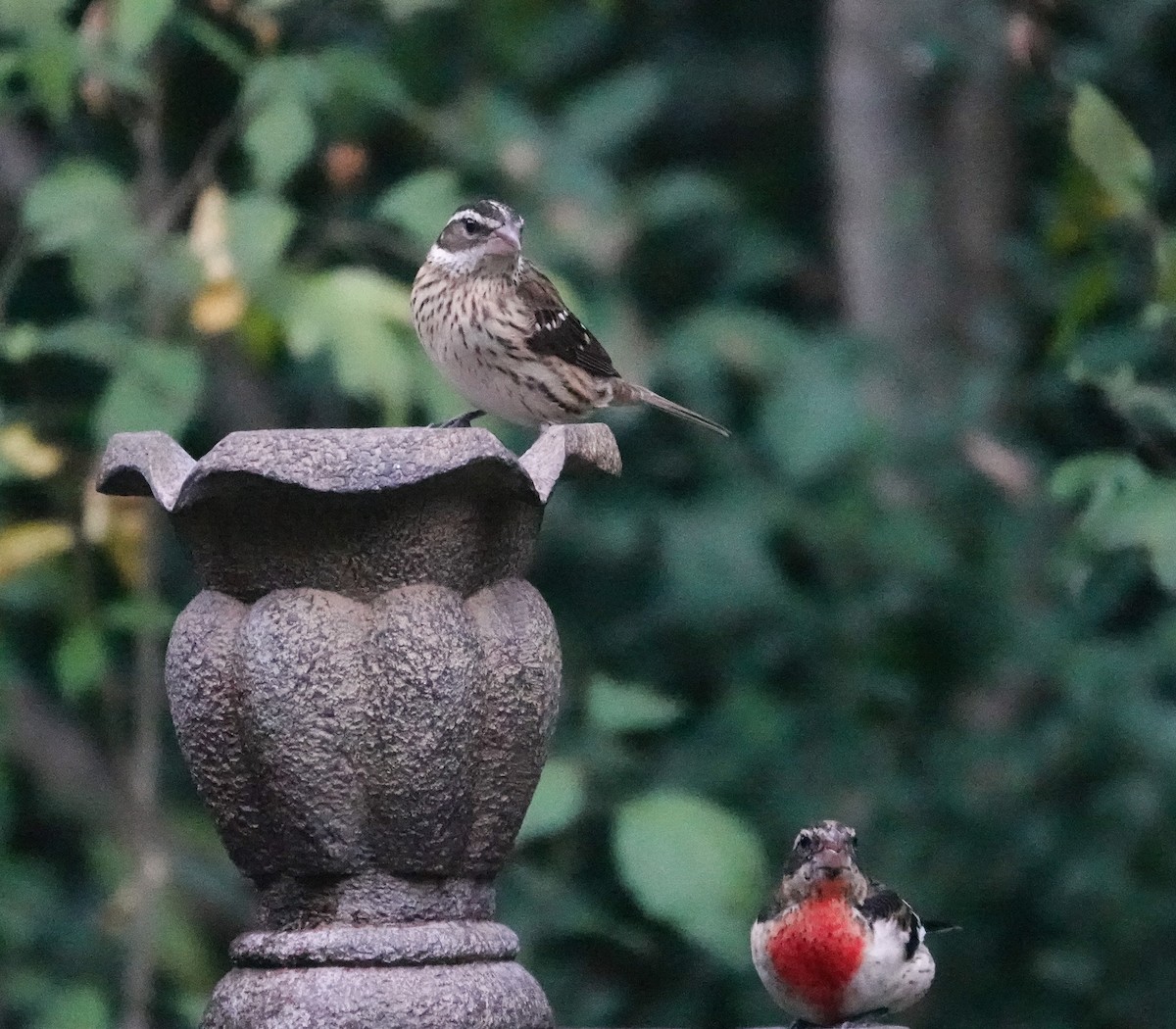 Rose-breasted Grosbeak - ML644144115