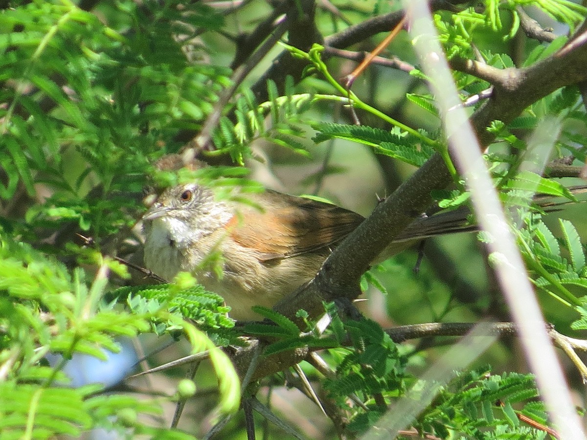 Pale-breasted Spinetail - ML644144128